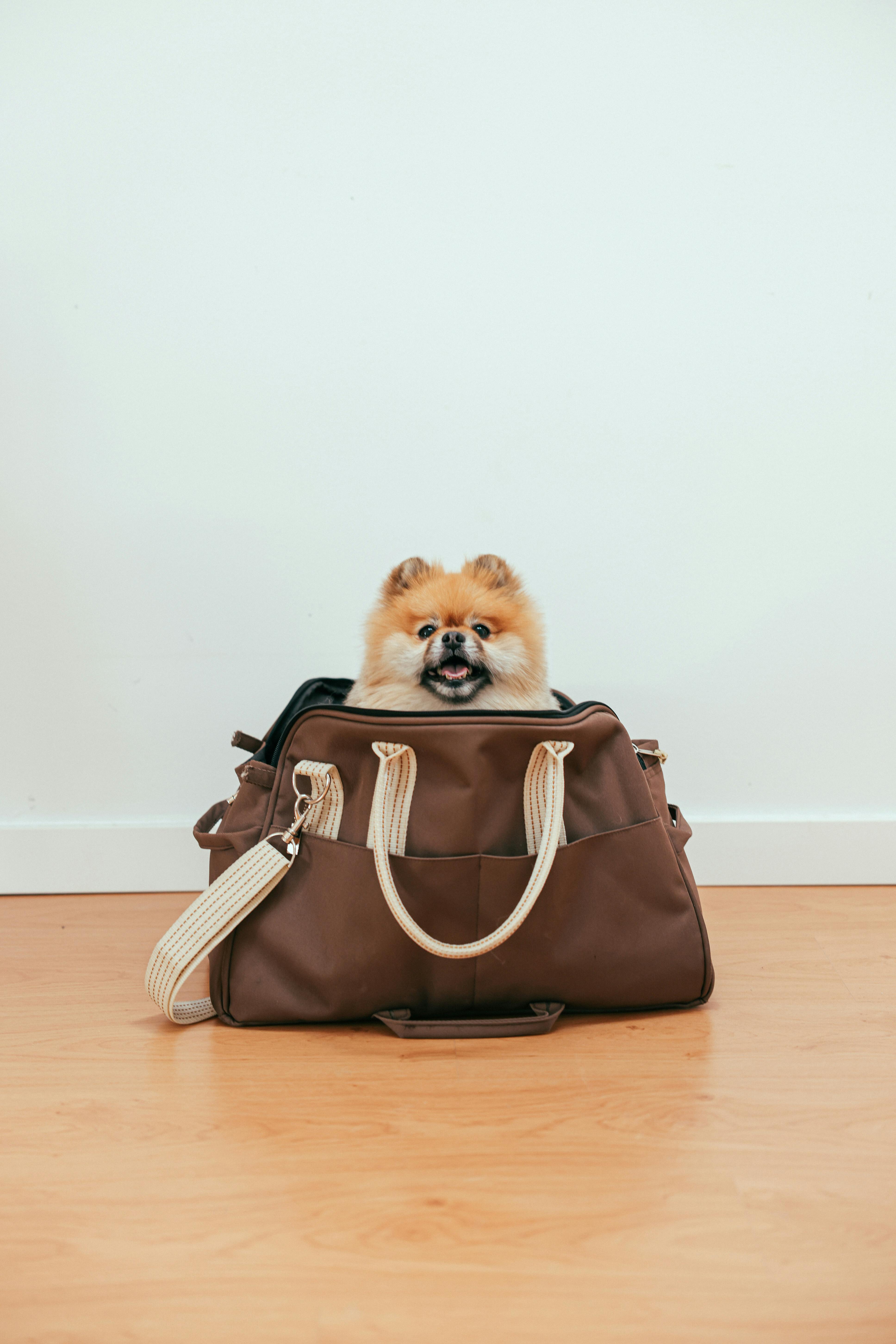 A small Pomeranian dog in a soft pet carrier