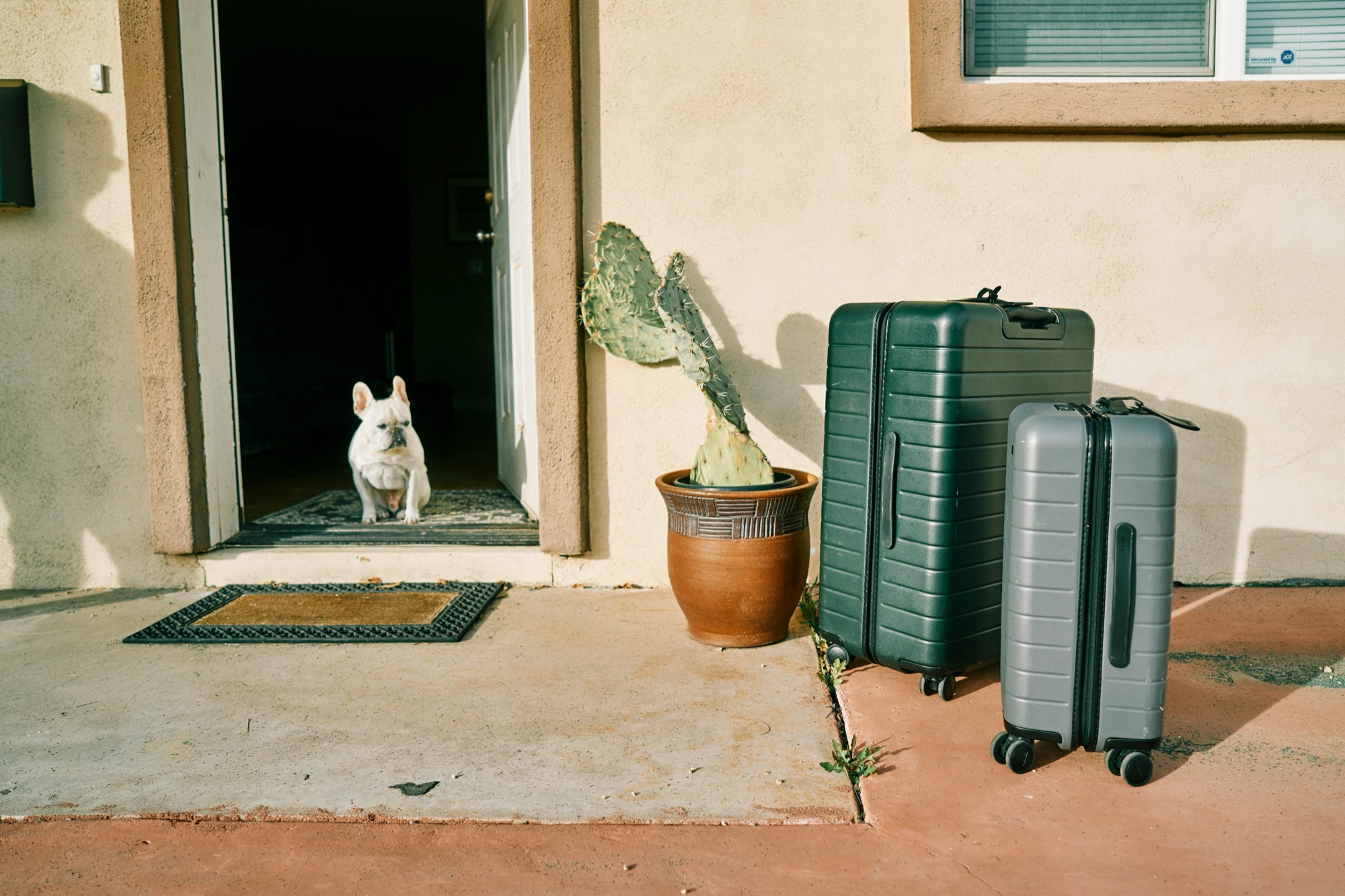 A small white French bulldog sits in an open doorway beside two suitcases waiting on a sunlit porch