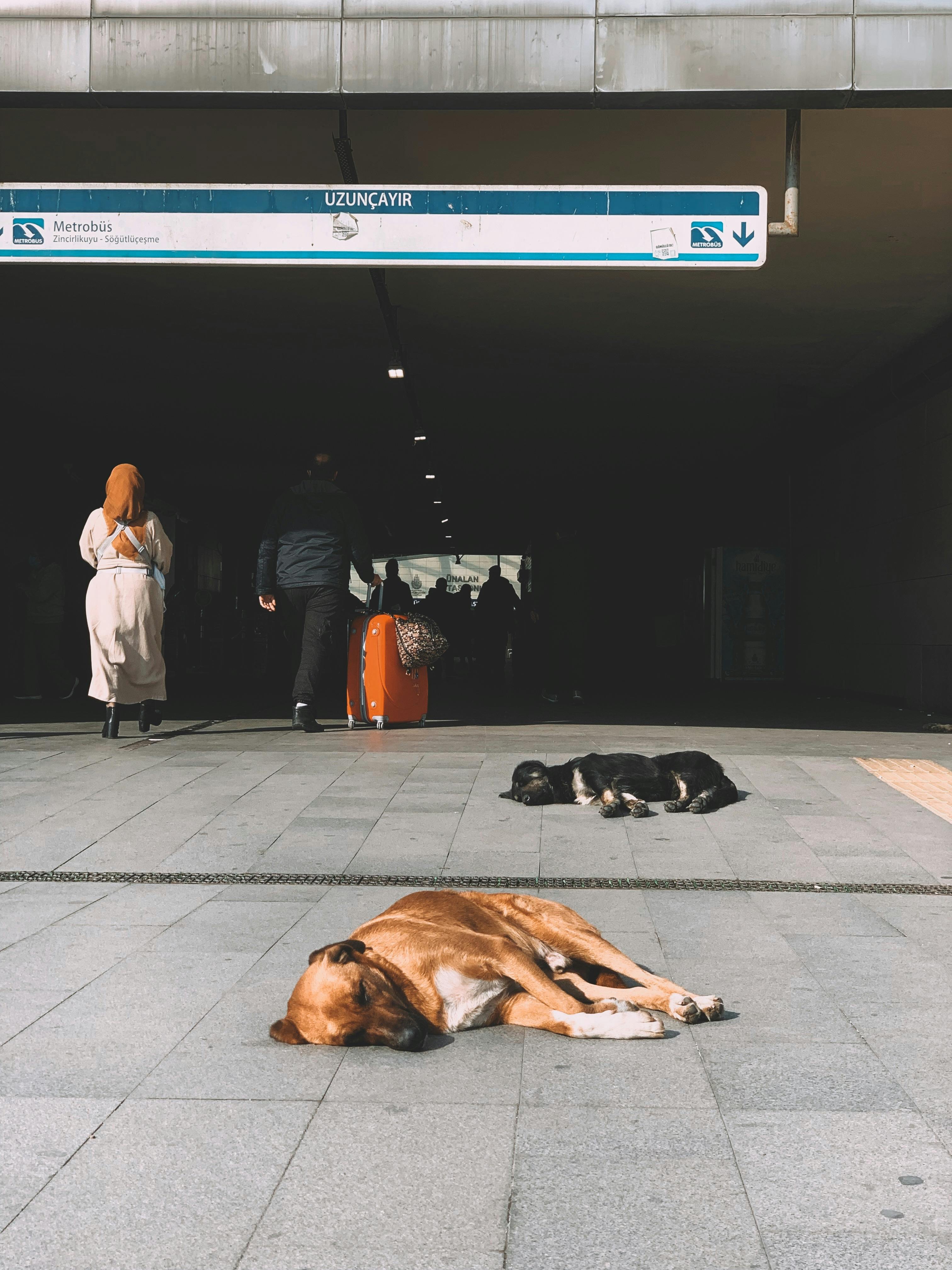 Two dogs rest on the floor at a busy metro station entrance as travellers walk past with luggage