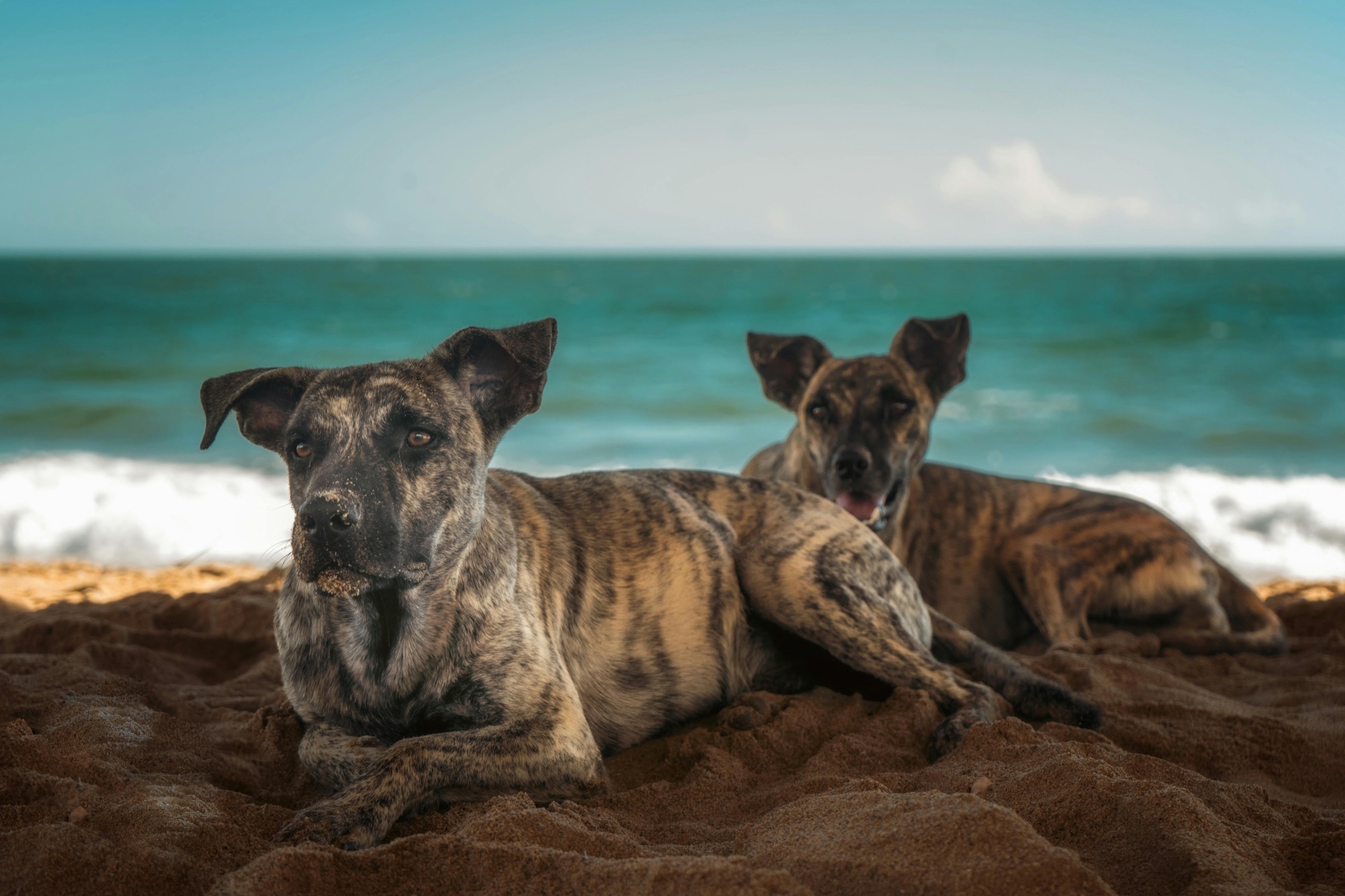 Two brindle dogs rest on the beach with the sea behind them