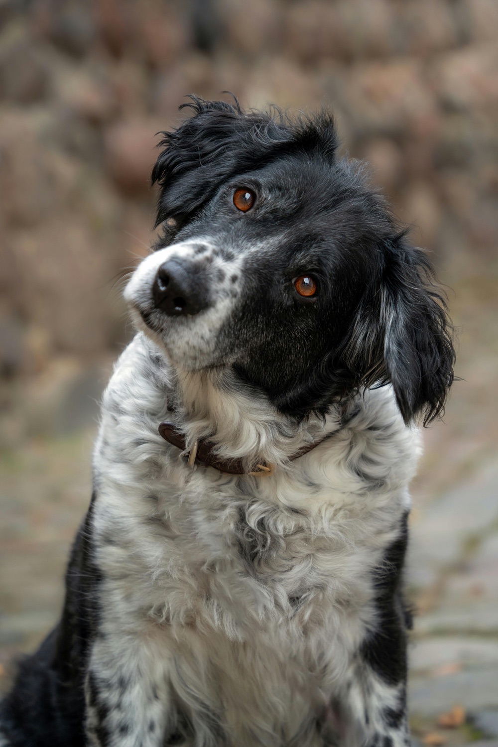 A black-and-white spaniel with a head tilt