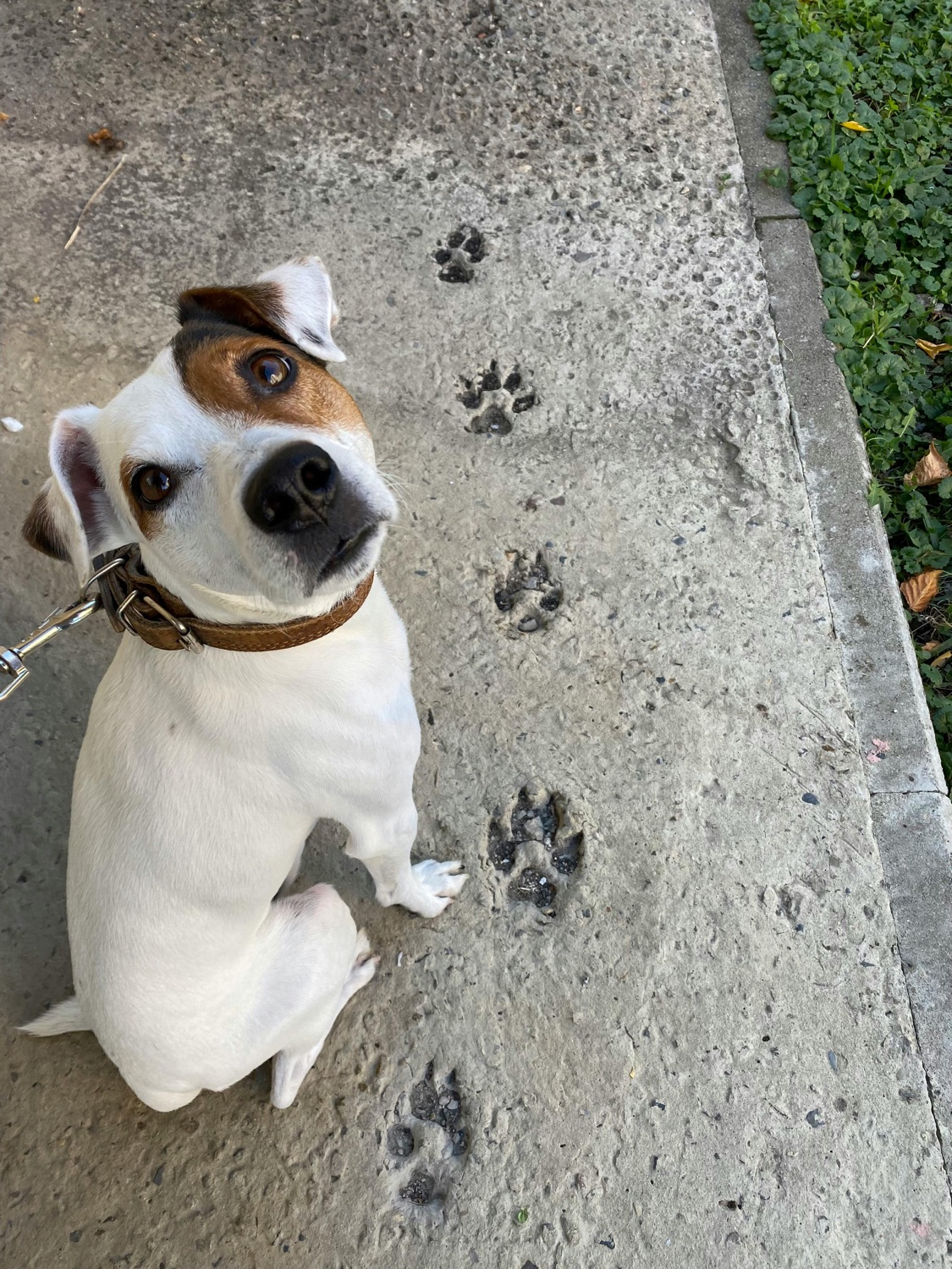 A Jack Russell terrier sits on a path next to a trail of paw prints in the dust